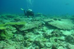 The aftermath of back to back warming events on coral reefs in the British Indian Ocean Territory with an estimated 70% dead coral : All images- credit J.Turner