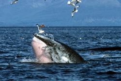 Minke whale lunging through a large shoal of sprat in the Inner Hebrides.: Photo: Peter Evans