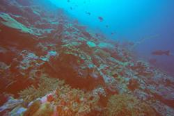 Healthier corals in deeper water