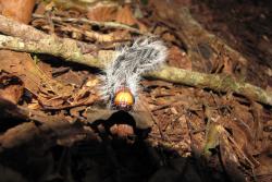 A caterpillar on Mount Lico