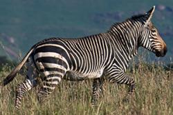  The Mountain zebra (Equus zebra).: Photo by Halska Hrabar via Oregon State University.