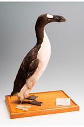 A mounted great auk skin, The Brussels Auk (RBINS 5355), from the collections at the Royal Belgian Institute of Natural Sciences (RBINS). : Credit: Thierry Hubin, RBINS (CC BY 4.0)