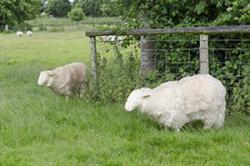 Multiland Sheep: Photo: WTML\Laurence Clark 