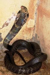 Widespread giant African cobra revealed to be five distinct species, News  and Events