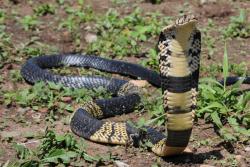 The suggested common name for the second newly identified cobra species is West African Banded Cobra: Naja savannula image J-F Trape