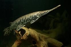 The Spotted Gar.: image credit: Solomon David