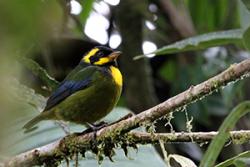  The Gold-ringed tanager lives in a very small area in the western Colombian Andes and is listed as Endangered on the IUCN Red List.: image: Gilroy