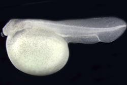 Four- day old spotted gar embryo.: Image credit: Ingo Braasch.