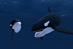 A still image of orcas taken from the software.