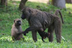 Mam Babŵn Olewydd gydag un ifanc a baban ar y gwair tu allan maes campio ym Mharc Cenedlaethol Kibale, Uganda: llun gan Izzy Winder