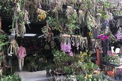 An orchid market in China showing the great variety of colourful flowers for sale.