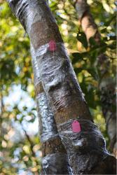 Reintroudusing the Dendrobia species of orchid in the Green Stone Forest