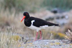 The Eurasian oystercatcher: Image courtesy: Meaghan McBlain