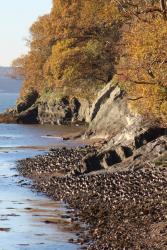 Roosting oystercatchers above the tide line at Beaumaris