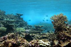 Clear oceanic waters of Palmyra Atoll, central Pacific. High structural complexity built by the reef framework like this is becoming increasingly rare for coral reef ecosystems.