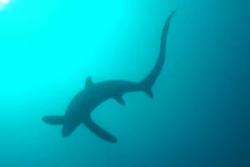 A Pelagic Thresher Shark