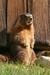 Marmot : hawlfraint :Armat Ozgul