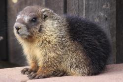 A marmot pup: © Graeme Shannon