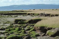 Eroding saltmarsh cliff, with grazing sheep in the back. : image Martin Skov