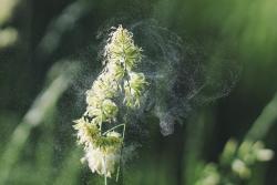 Grass flower shedding pollen