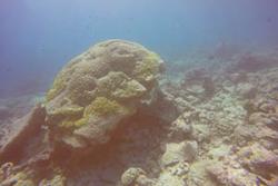 Porites corals are one of the few surviving coral species in shallow waters