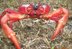 Christmas Island Red Crab: image credit: Mrinalini