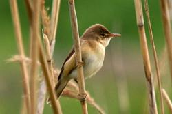 Teloy y gors: Gan Martien Brand o Mariënberg, Yr Iseldiroedd (29601 Kleine Karekiet / Reed Warbler) [CC BY 2.0 (http://creativecommons.org/licenses/by/2.0)], drwy Wikimedia Commons