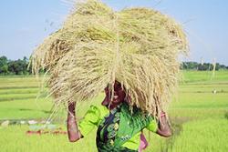 Gathering the rice harvest.