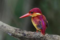 Rufous-backed dwarf kingfisher habitat is lost when forests are cleared for oil palm plantations.:  cropped image by Carmelo Lopex Abad CC by NC 4.0