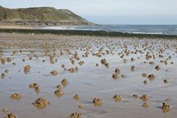 Bydd unrhyw un sy'n mynd am dro ar lanw isel ar draeth tywod yn gyfarwydd â thwmpathau bychan troellog yr abwyd du. 