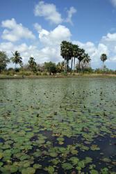 Kiwaleni  Lake,  Kibaridi,  Pemba  Island.  The  scientists  sampled  wild  tilapia  populations  from  Kangagani  fish  ponds,  Pemba  Island  for  sequencing  to  determine  exotic   and  native  species  of  Tilapia  in  Tanzania.: Credit:  Tarang  Mehta,  Earlham  Institute  (as above)