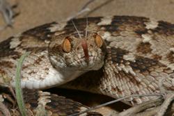 Saw-scaled viper: :  Credit & copyright: Wolfgang Wüster