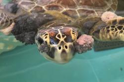 Green sea turtle ‘Remi’ suffering from a number of fibropapillomatosis tumors, including prominent eye tumors.: Image credit: Rachel Thomas