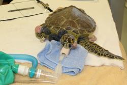 A juvenile green sea turtle (Remi) being prepped for tumor removal surgery at the University of Florida’s Sea Turtle Hospital at Whitney Laboratory.: Image  credit:David Duffy