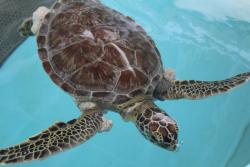 A fibropapillomatosis-afflicted juvenile green turtle recuperating after the first round of tumour removal at The University of Florida’s Sea Turtle Hospital at the Whitney Laboratory, St. Augustine, Florida.: Credit image: David Duffy