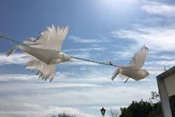 Artist Jane Evans worked with pupils at Ysgol David Hughes to create these seagulls.