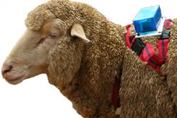  The monitoring equipment carried by the sheep will look similar to this.