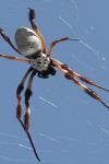 A Golder web spider (Nephila edulis) on its web.