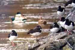 Oystercatchers along with many other bird species,have evolved an eye-blinking strategy called ‘peeking’, where they can periodically open one eye during sleep to monitor their surroundings for potential threats.: Image courtesy: Meaghan McBlain