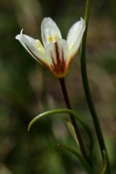 Prof Huw Pryce presents a keynote Lecture on Edward Lluyd, renowned naturalist who discovered the Snowdon Lily: Lloydia serotina (Snowdon Lily) detail  Credit Hugh Knott CC BY-ND 2.0
