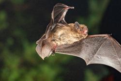 A soprano pipistrelle bat in flight: image (c) Christian Giese