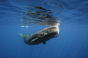  As Sperm Whale numbers decline, so ambergris becomes rarer.: Image:Amila Tennakoon CC licence via https://www.flickr.com/photos/lakpura/15538890511/in/album-72157648715111306/