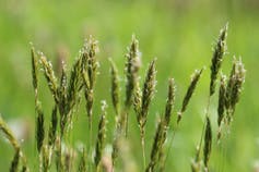 Sweet vernal, an early flowering grass: Image: Simon Creer