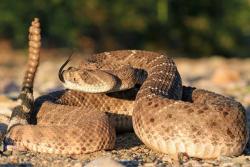 A western diamondback rattlesnake (Crotalus atrox) in a defensive stance.: Image copyright & credit Wolfgang Wüster