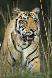 Male Bengal Tiger (Panthera tigris tigris) walking through long grass. Kanha National Park, Madhya Pradesh, India.: Image credit Nick garbutt via Oregon State University.