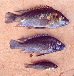 Three species of cichlid fish are evolving from a single ancestral form in Lake Massoko in Tanzania.