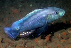 A benthic ecomorph of a cichlid fish living in Lake Massoko.