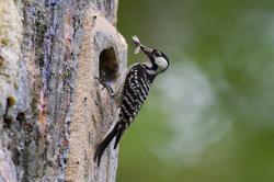 The red-cockaded woodpecker is one of many threatened species that live in these woods.:   US FWS, CC BY