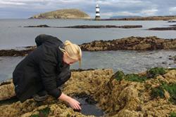 Investigating rock pools at Penmon Point.