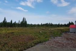 A Canadian wetland site